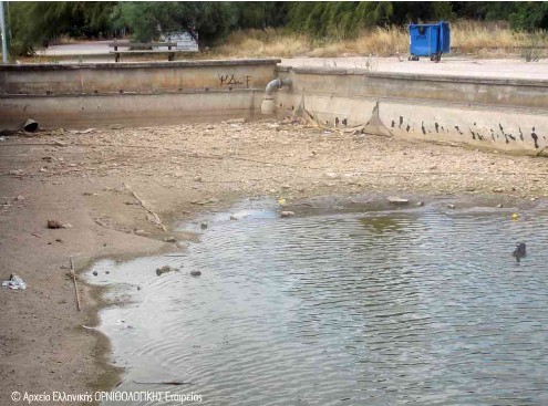 Η Αδιαφορία σκοτώνει την άγρια ζωή στο πάρκο Α. Τρίτση - Φωτογραφία 4