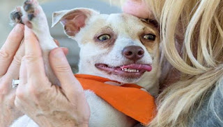 O Bubba, το σκυλάκι που ήταν ΕΘΙΣΜΕΝΟ στα ναρκωτικά, θεραπεύτηκε και ξεκινά μια νέα ζωή... [photos] - Φωτογραφία 1
