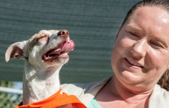 O Bubba, το σκυλάκι που ήταν ΕΘΙΣΜΕΝΟ στα ναρκωτικά, θεραπεύτηκε και ξεκινά μια νέα ζωή... [photos] - Φωτογραφία 3