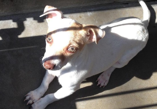 O Bubba, το σκυλάκι που ήταν ΕΘΙΣΜΕΝΟ στα ναρκωτικά, θεραπεύτηκε και ξεκινά μια νέα ζωή... [photos] - Φωτογραφία 4