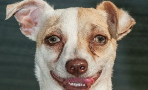 O Bubba, το σκυλάκι που ήταν ΕΘΙΣΜΕΝΟ στα ναρκωτικά, θεραπεύτηκε και ξεκινά μια νέα ζωή... [photos] - Φωτογραφία 6