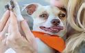 O Bubba, το σκυλάκι που ήταν ΕΘΙΣΜΕΝΟ στα ναρκωτικά, θεραπεύτηκε και ξεκινά μια νέα ζωή... [photos]