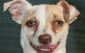 O Bubba, το σκυλάκι που ήταν ΕΘΙΣΜΕΝΟ στα ναρκωτικά, θεραπεύτηκε και ξεκινά μια νέα ζωή... [photos] - Φωτογραφία 6