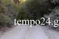 Κινδύνευσε οικογένεια Πατρινών από πτώση πεύκου - Επέστρεφαν με αυτοκίνητο από μπάνιο