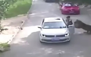 ΒΙΝΤΕΟ - ΣΟΚ: Τίγρης κατασπάραξε γυναίκα που βγήκε από το αυτοκίνητο... [video] - Φωτογραφία 1