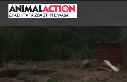 Η GAWF/Animal Action στην Καλαμπάκα - Φωτογραφία 2