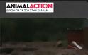 Η GAWF/Animal Action στην Καλαμπάκα - Φωτογραφία 2