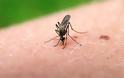 ΠΡΟΣΟΧΗ: Μπορούν τα κουνούπια να μεταδώσουν τον HIV;