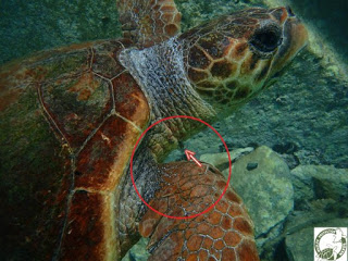 Νάξος: Η θαλάσσια χελώνα τον άφησε να βγάλει από το λαιμό της το αγκίστρι ενώ ήταν στον βυθό - Φωτογραφία 1