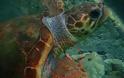Νάξος: Η θαλάσσια χελώνα τον άφησε να βγάλει από το λαιμό της το αγκίστρι ενώ ήταν στον βυθό