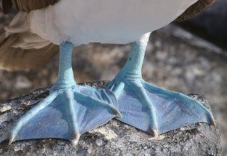 Περίεργα εξωτικά πουλιά με μπλε πόδια! [photos] - Φωτογραφία 1