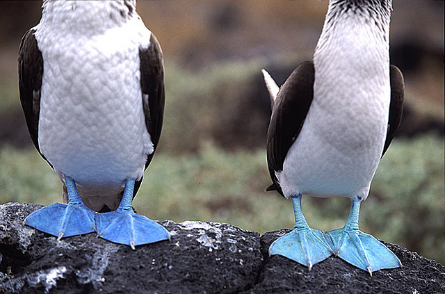 Περίεργα εξωτικά πουλιά με μπλε πόδια! [photos] - Φωτογραφία 11