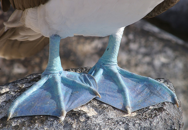 Περίεργα εξωτικά πουλιά με μπλε πόδια! [photos] - Φωτογραφία 12