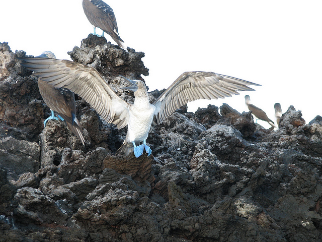 Περίεργα εξωτικά πουλιά με μπλε πόδια! [photos] - Φωτογραφία 15
