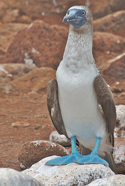 Περίεργα εξωτικά πουλιά με μπλε πόδια! [photos] - Φωτογραφία 9