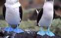 Περίεργα εξωτικά πουλιά με μπλε πόδια! [photos] - Φωτογραφία 11