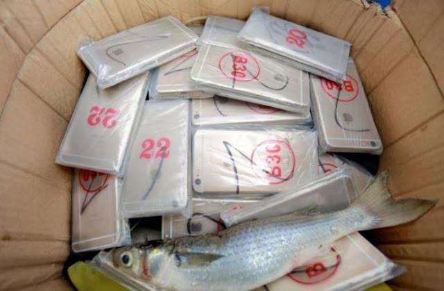 Οι αρχές συνέλαβαν ψαράδες με ψαριά 300.000 δολαρίων σε iphone - Φωτογραφία 4