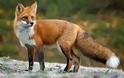 Πολλές αλεπούδες στη Θεσπρωτία, που εμφανίζονται, χωρίς να φοβούνται, στο κέντρο χωριών και κωμοπόλεων!