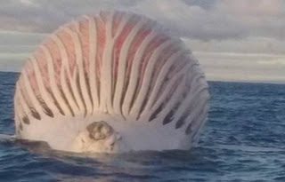 Έκπληκτοι Ψαράδες βλέπουν μια Εξωγήινη Μπάλα να Επιπλέει στη Θάλασσα - Μόλις πλησίασαν κοντά της, ΠΑΓΩΣΑΝ… [photos+video] - Φωτογραφία 1