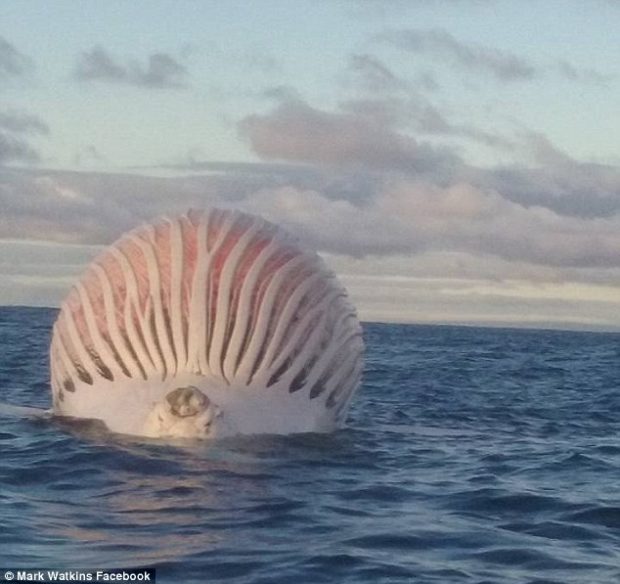 Έκπληκτοι Ψαράδες βλέπουν μια Εξωγήινη Μπάλα να Επιπλέει στη Θάλασσα - Μόλις πλησίασαν κοντά της, ΠΑΓΩΣΑΝ… [photos+video] - Φωτογραφία 2