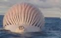 Έκπληκτοι Ψαράδες βλέπουν μια Εξωγήινη Μπάλα να Επιπλέει στη Θάλασσα - Μόλις πλησίασαν κοντά της, ΠΑΓΩΣΑΝ… [photos+video] - Φωτογραφία 1