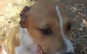 Βρήκαν το κουτάβι με κομμένα τα αυτιά να υποφέρει σε χωράφι στον Αγρίλη Μεσσηνίας - Φωτογραφία 1