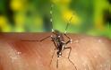 Απελευθέρωσαν γενετικά τροποποιημένα κουνούπια στα νησιά Κέιμαν