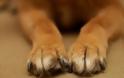 Λήμνος: Κατήγγειλε κακοποίηση σκύλου ένας επισκέπτης