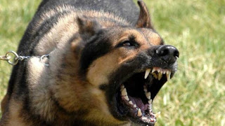 ΣΥΓΚΛΟΝΙΣΤΙΚΗ καταγγελία: Ο γιος μου γλίτωσε από τα δόντια του σκύλου σαν από θαύμα  - Φωτογραφία 1
