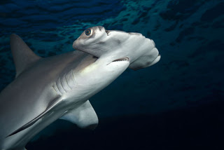 Τι κοινό έχουν οι σφυροκέφαλοι καρχαρίες με τους τεμπέληδες ανθρώπους; - Φωτογραφία 1