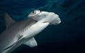 Τι κοινό έχουν οι σφυροκέφαλοι καρχαρίες με τους τεμπέληδες ανθρώπους;