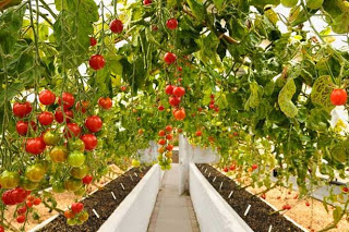 Δώδεκα φυτά που αξίζει να καλλιεργήσετε δίπλα στις ντομάτες σας - Φωτογραφία 1