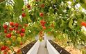 Δώδεκα φυτά που αξίζει να καλλιεργήσετε δίπλα στις ντομάτες σας