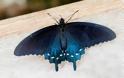 Βιολόγος «ανασυντάσσει» σπάνιο είδος πεταλούδας στον κήπο του! - Φωτογραφία 2