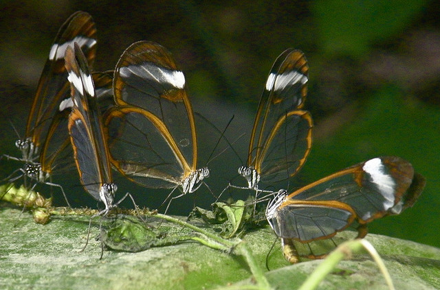 Κι όμως υπάρχουν πεταλούδες με διάφανα φτερά [photos] - Φωτογραφία 3