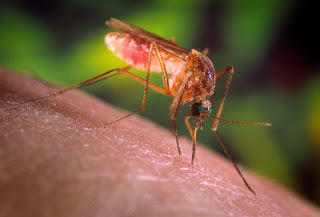 Εφαρμογή Προγράμματος Καταπολέμησης Κουνουπιών 2016 - Φωτογραφία 1