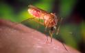 Εφαρμογή Προγράμματος Καταπολέμησης Κουνουπιών 2016