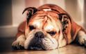 Σκύλοι ράτσας: τεράστια προβλήματα υγείας από τις επιλεκτικές διασταυρώσεις