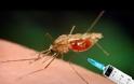 Ηλεία - Αχαΐα: Στις ζώνες υψηλού κινδύνου για εκδήλωση επιδημίας ελονοσίας