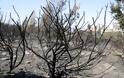 Σε ύφεση η φωτιά που εκδηλώθηκε χθες το μεσημέρι σε δασική έκταση ανάμεσα στο Πόρτο Χέλι και το Κρανίδι