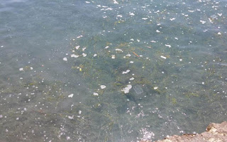 Εντόπισαν πηγές ρύπανσης στη θάλασσα της Λεμεσού - Φωτογραφία 1