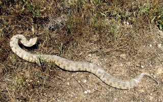 Λευκωσία: Φίδια εντός κατοικημένων περιοχών - Φωτογραφία 1