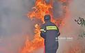 Υπό έλεγχο η πυρκαγιά στην Ερμιονιδα [photos]