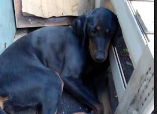Bρέθηκε ημιαιμο σκυλάκι στο Hράκλειο Aττικής - Μήπως το ψαχνει η οικογένειά του; [photos] - Φωτογραφία 1