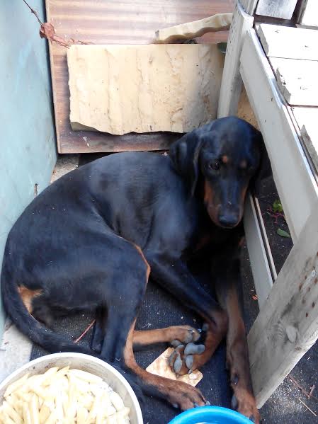 Bρέθηκε ημιαιμο σκυλάκι στο Hράκλειο Aττικής - Μήπως το ψαχνει η οικογένειά του; [photos] - Φωτογραφία 2