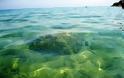 Ζάκυνθος: Λουόμενος εντόπισε θαλάσσια νάρκη από τον Δεύτερο Παγκόσμιο Πόλεμο