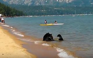 Απιστευτο βίντεο! Έκαναν μπάνιο στη θάλασσα μαζί με μία... αρκούδα - Φωτογραφία 1