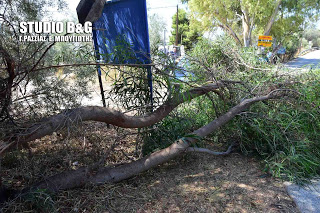 Δέντρο έπεσε σε αμάξι στην Αρχαία Ασίνη - Φωτογραφία 1