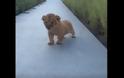 Μικρό λιονταράκι προσπαθεί να σπείρει τον ΤΡΟΜΟ, αλλά τελικά είναι πολύ... ΓΛΥΚΟΥΛΙ [video] - Φωτογραφία 1