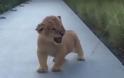 Μικρό λιονταράκι προσπαθεί να σπείρει τον ΤΡΟΜΟ, αλλά τελικά είναι πολύ... ΓΛΥΚΟΥΛΙ [video] - Φωτογραφία 2